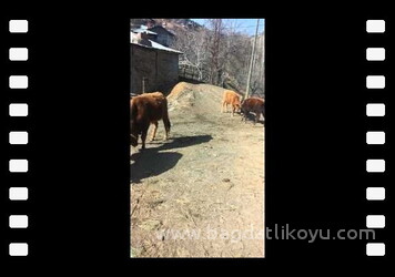 Bağdatlı köyü 1. Geleneksel Güreş Turnuvasi